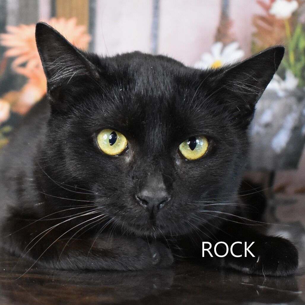 Hello my name is Poet