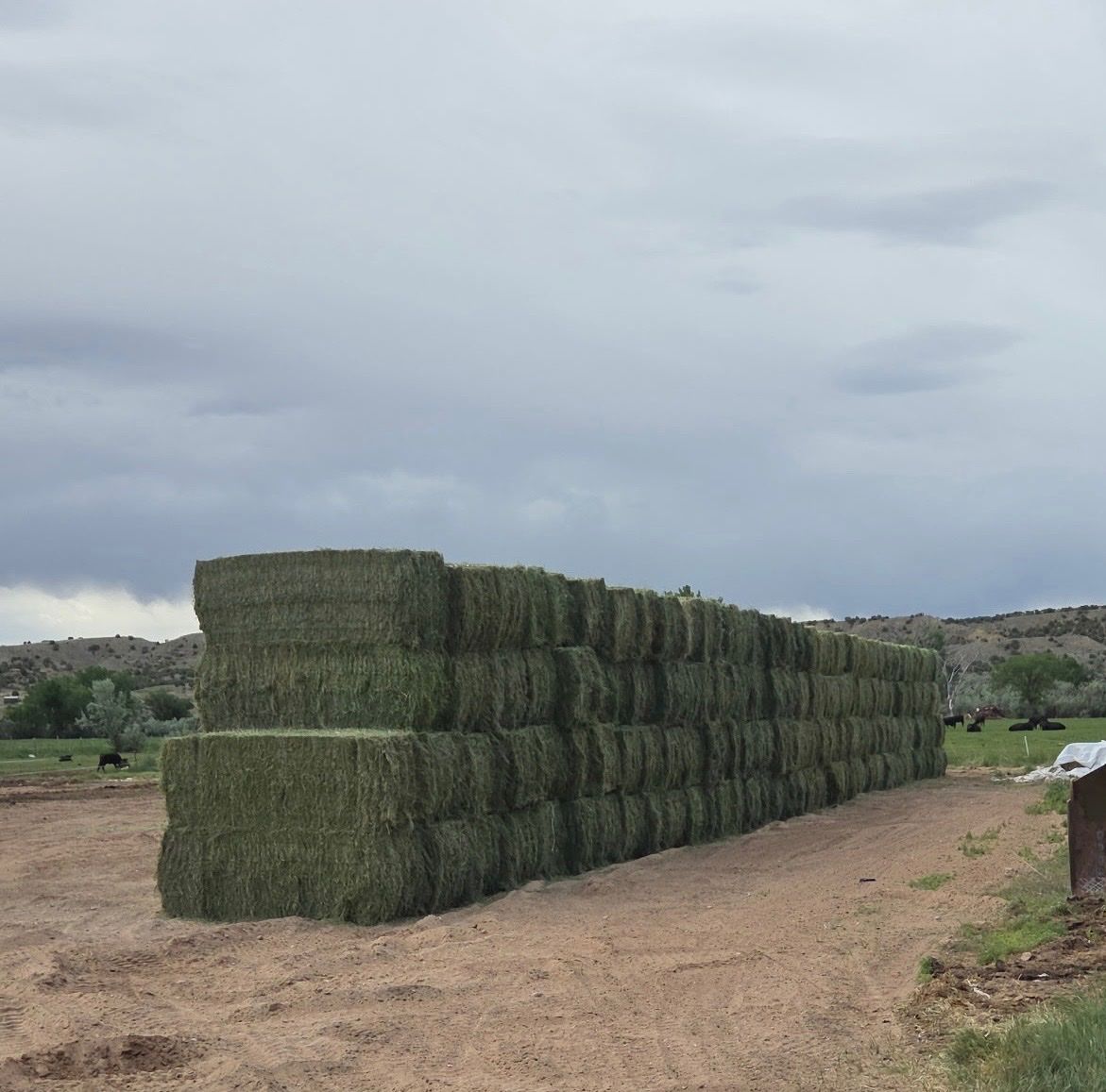 3x3 first crop alfalfa