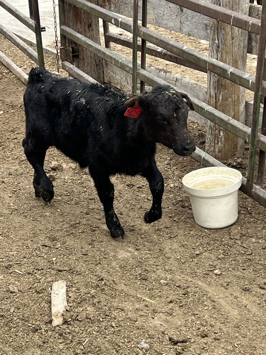 Angus calve
