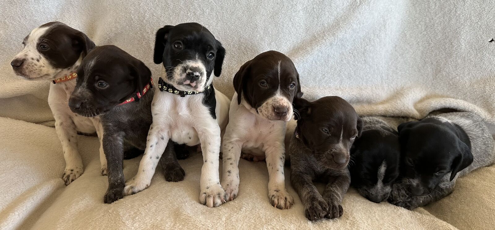 AKC German Shorthaired Pointers