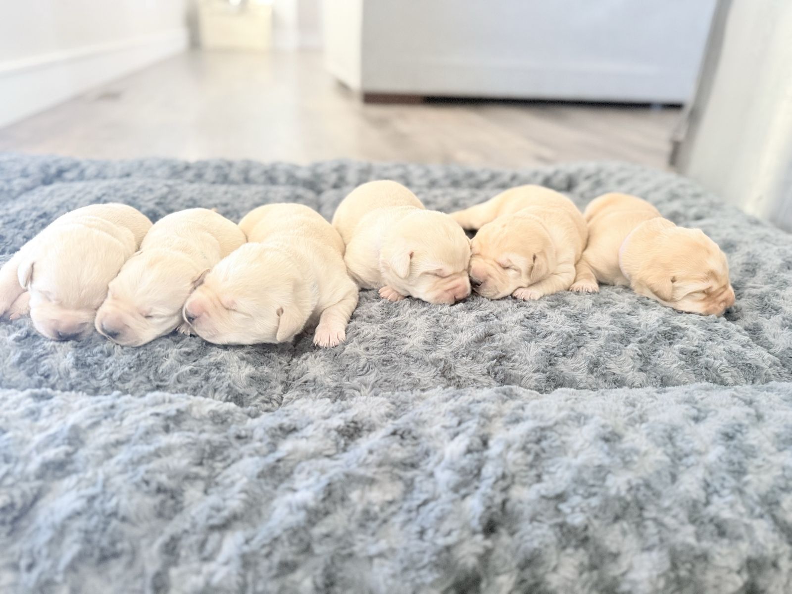 AKC Labrador Puppies