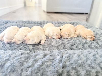 AKC Labrador Puppies