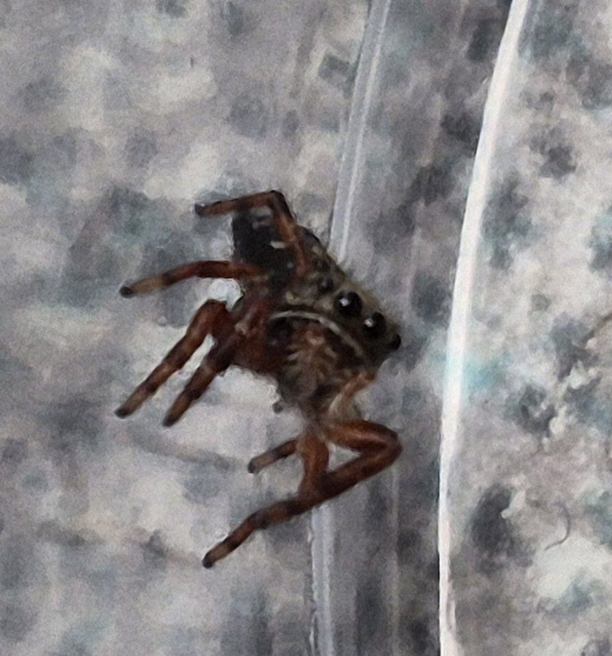 Baby Bold Jumping Spiders