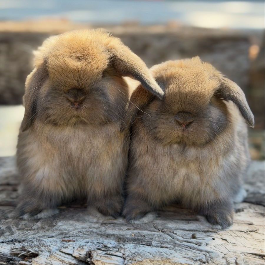 Holland Lop Bunnies Available!