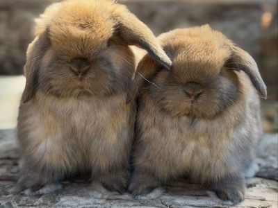 Holland Lop Bunnies Available!