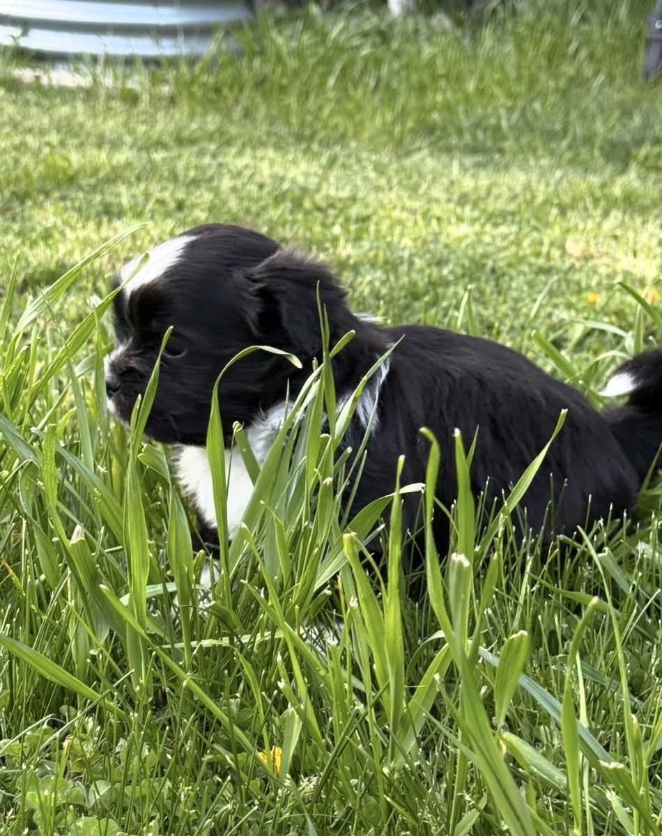 ADORABLE CORGI / SHIH TZU BOY PUPPIES AVAILABLE
