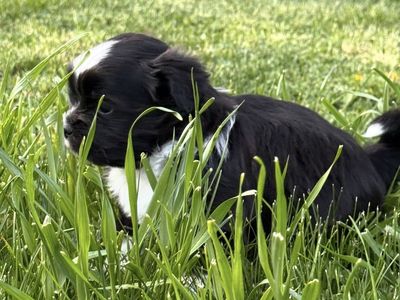 ADORABLE CORGI / SHIH TZU BOY PUPPIES AVAILABLE