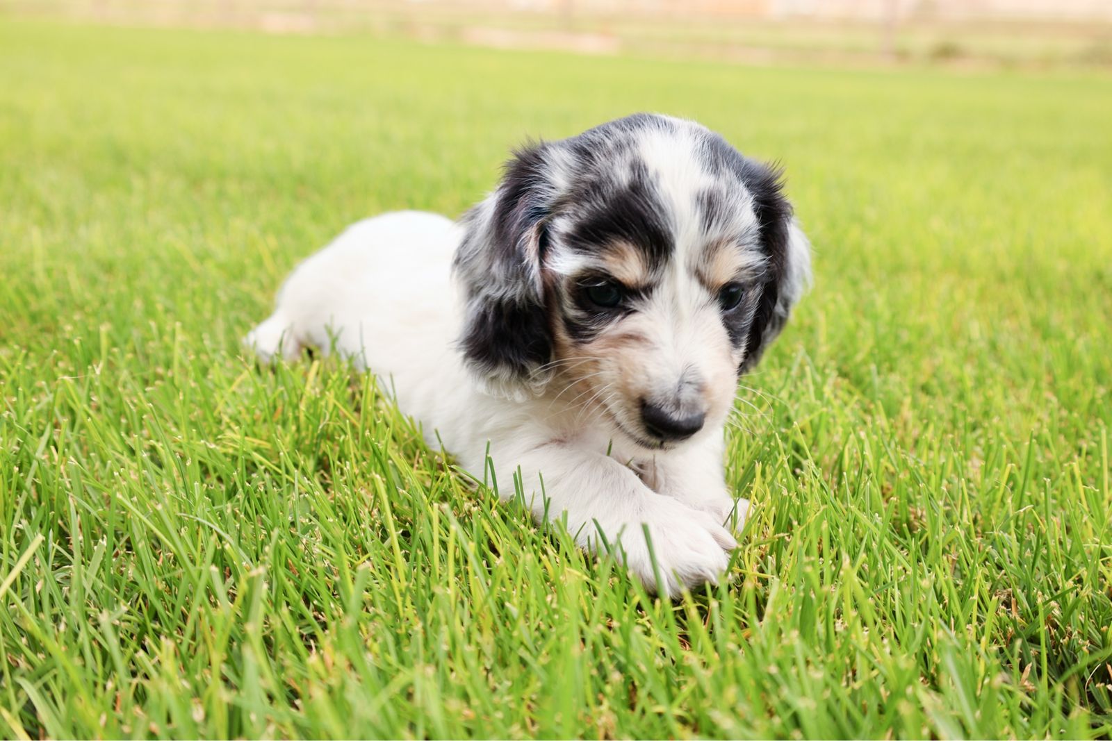 Mini AKC longhaired Dachshund