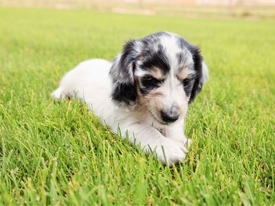 Mini AKC longhaired Dachshund