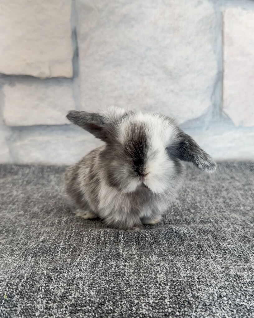Magpie Holland Lop Buck