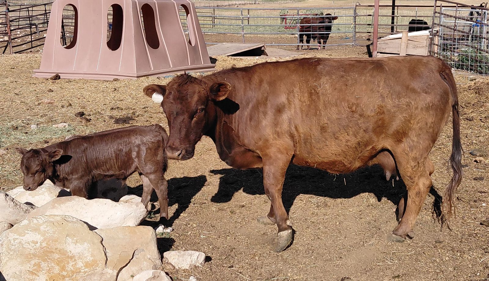 Reg. ADCA Dexter Cow and calf pair