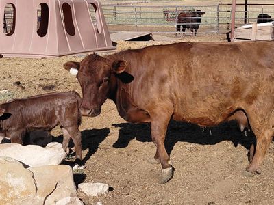 Reg. ADCA Dexter Cow and calf pair