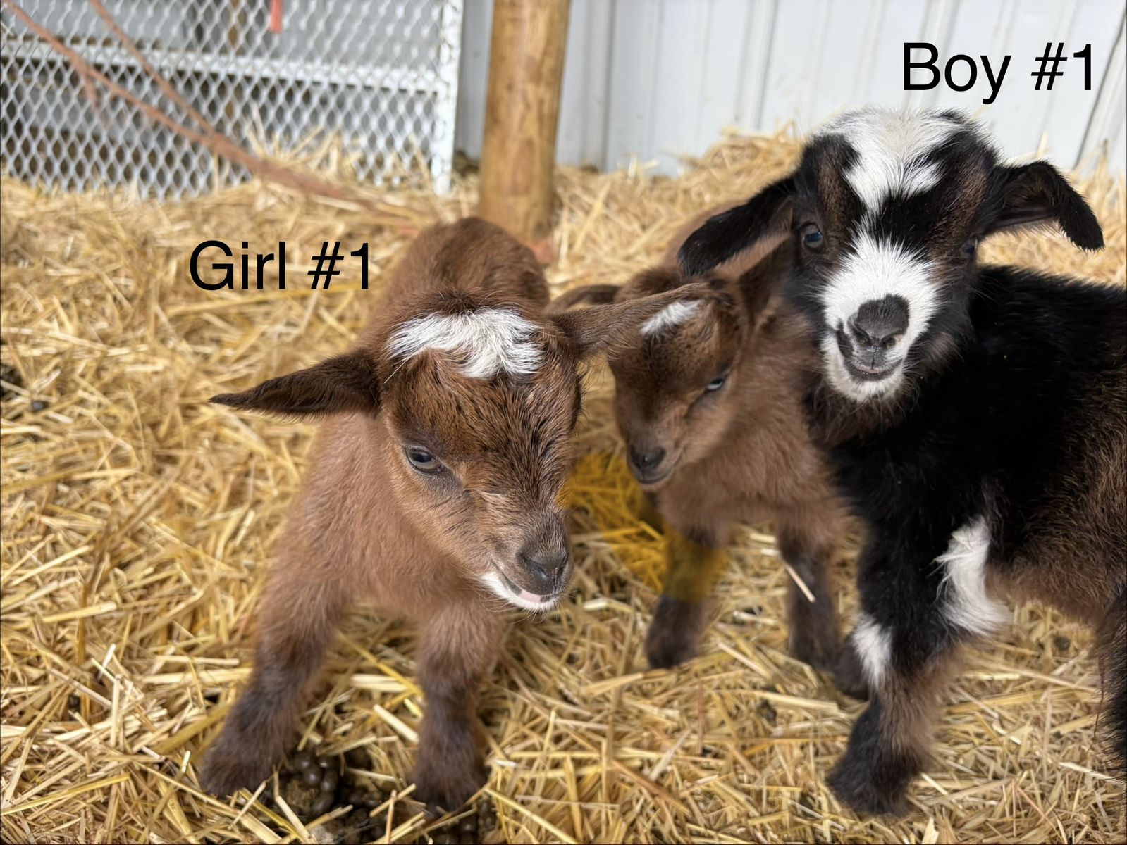 Nigerian Dwarf goats