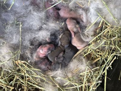 Baby Bunnies