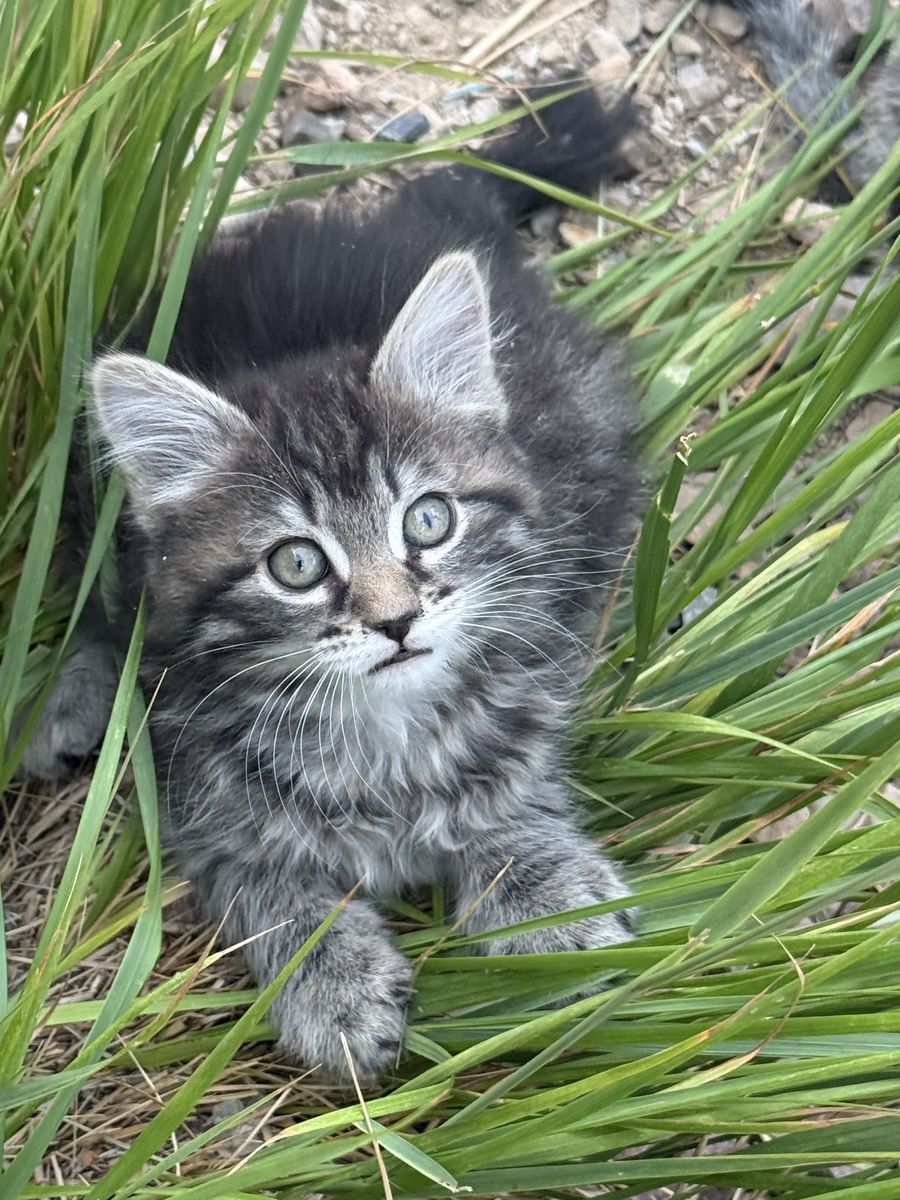 Kittens