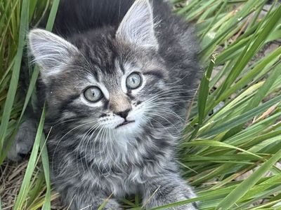 Kittens