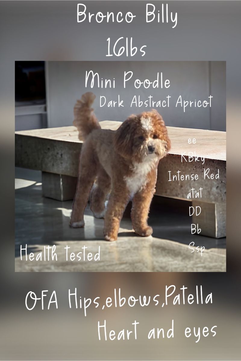 Bronco Billy AKC mini poodle