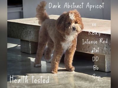 Bronco Billy AKC mini poodle