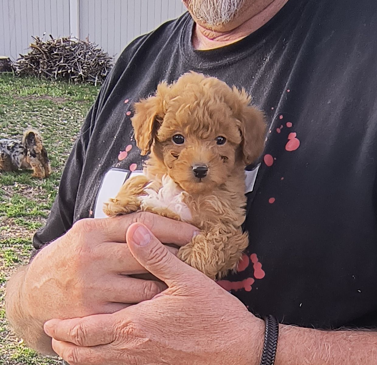 Tiny Multigeneration Cavapoo puppy Cavalier Poodle