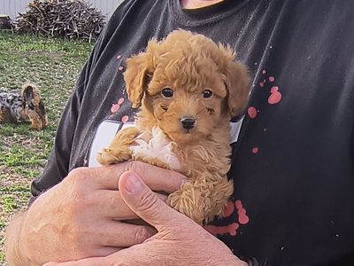 Tiny Multigeneration Cavapoo puppy Cavalier Poodle