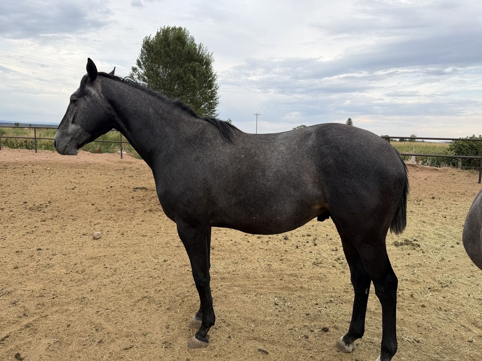 3 Year old TB Gelding