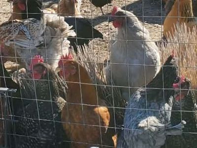 hens for sale