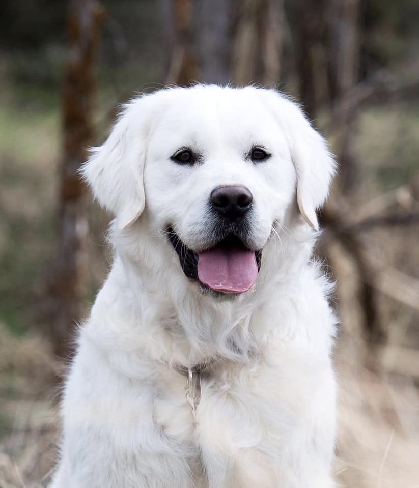 Fabio: Serbian English Crème Golden Retriever Stud - Health Tested, Top 5% PENN Hip