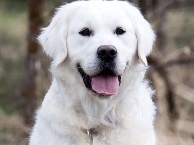 Fabio: Serbian English Crème Golden Retriever Stud - Health Tested, Top 5% PENN Hip