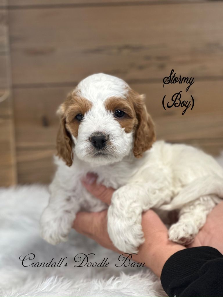 Cockapoo Puppy Ready To Go!