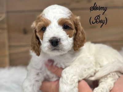 Cockapoo Puppy Ready To Go!