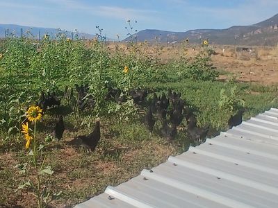 Black Australorp Pullets
