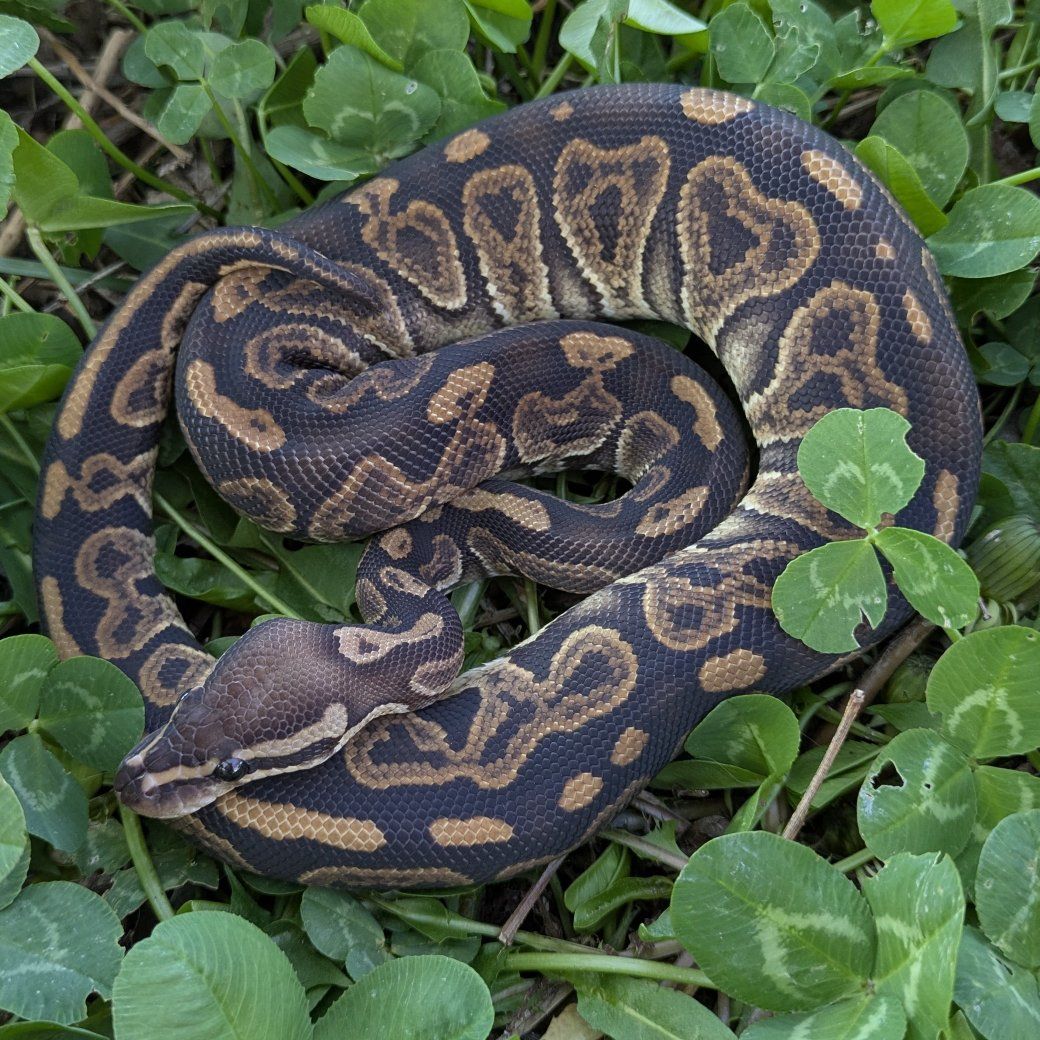 2025 Baby Male Black Pastel Sable Ball Python