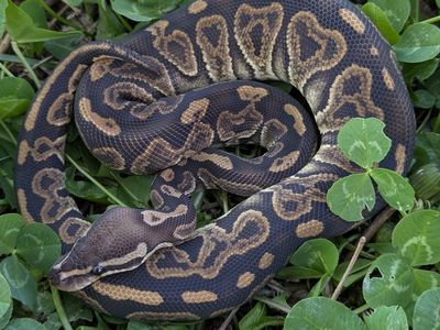 2025 Baby Male Black Pastel Sable Ball Python