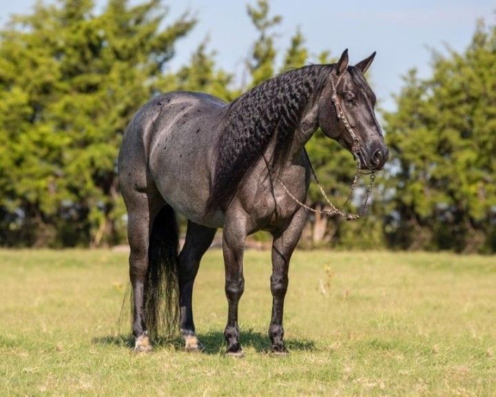 Blue roan Quarter Horse Gelding