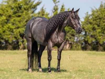 Blue roan Quarter Horse Gelding