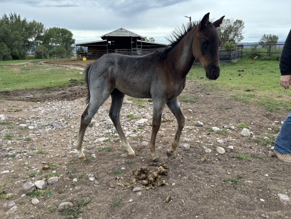 Aqha Blue Roan Stud Colt