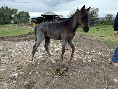 Aqha Blue Roan Stud Colt
