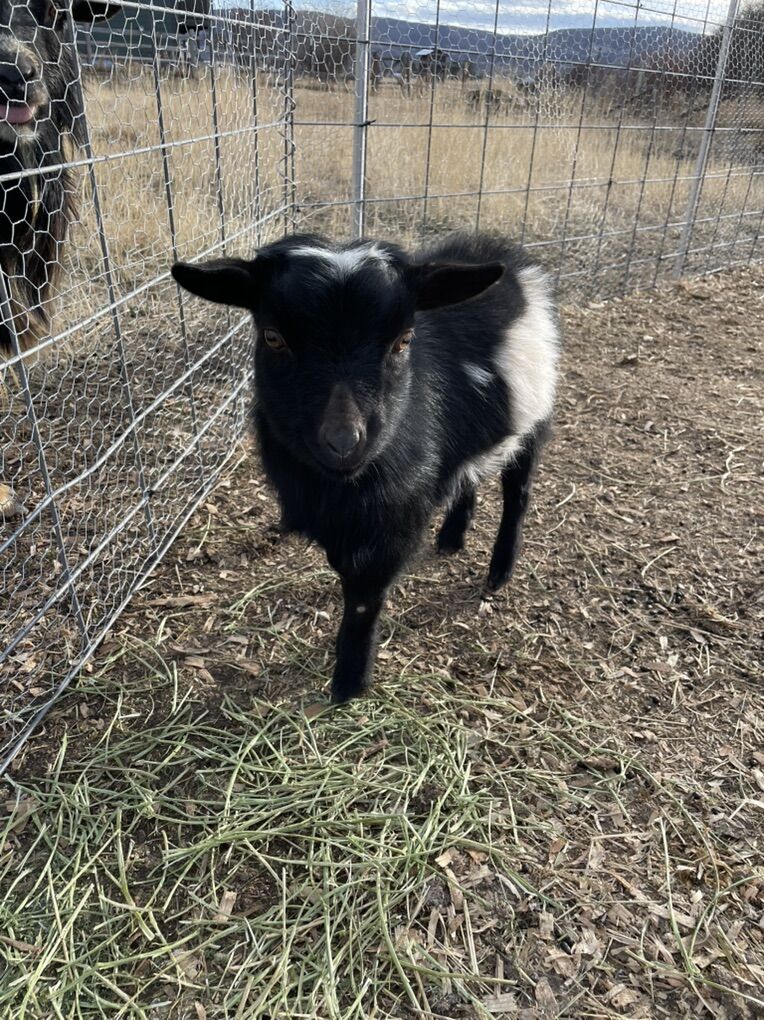Nigerian Dwarf Baby Buckling- Boy Goat ADGA
