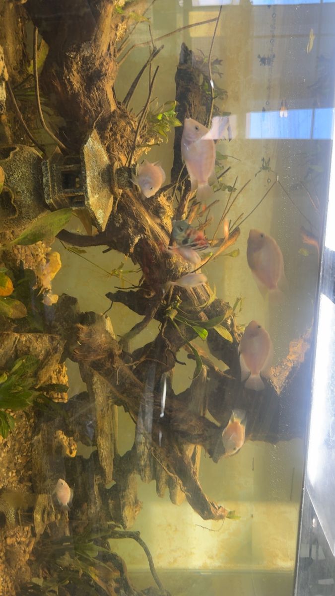 7 White And 2 blue Polar Cichlids