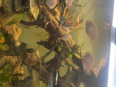 7 White And 2 blue Polar Cichlids