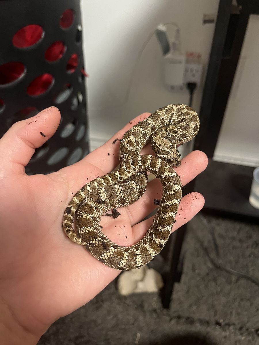 male DH sunburst hognose