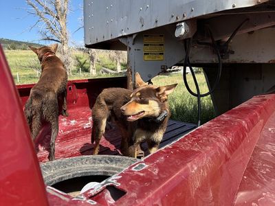 Purebred Kelpie
