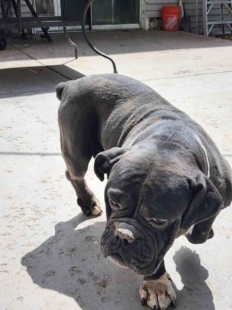 Olde English Bulldogge 