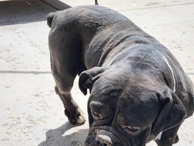 Olde English Bulldogge