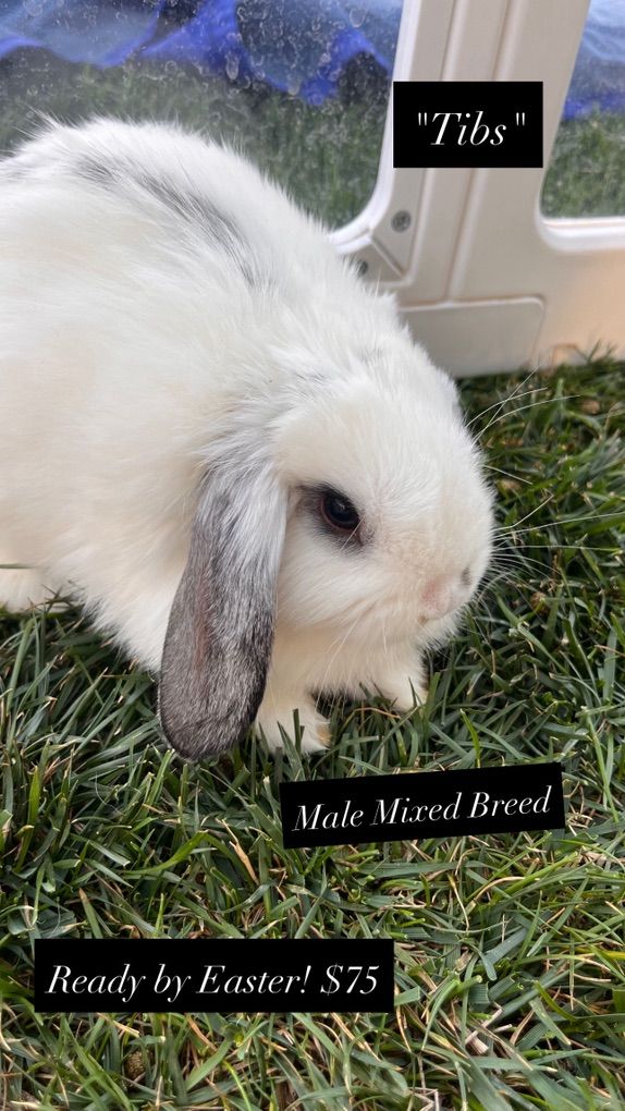 Easter Ready! Mixed breed baby bunnies