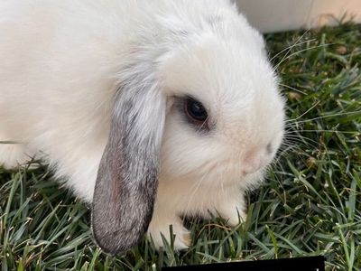Easter Ready! Mixed breed baby bunnies