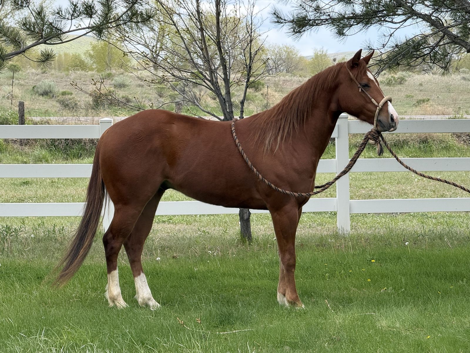 3 Year Old Cowhorse Prospect