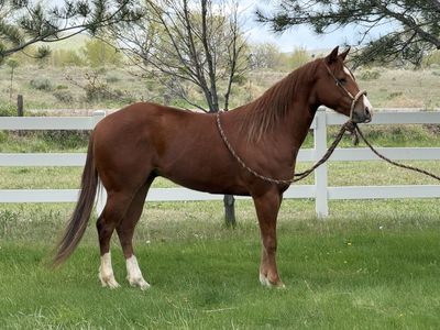3 Year Old Cowhorse Prospect