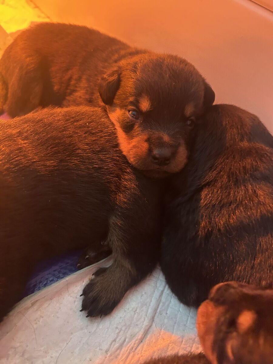 AKC ROTTWEILER PUPPIES