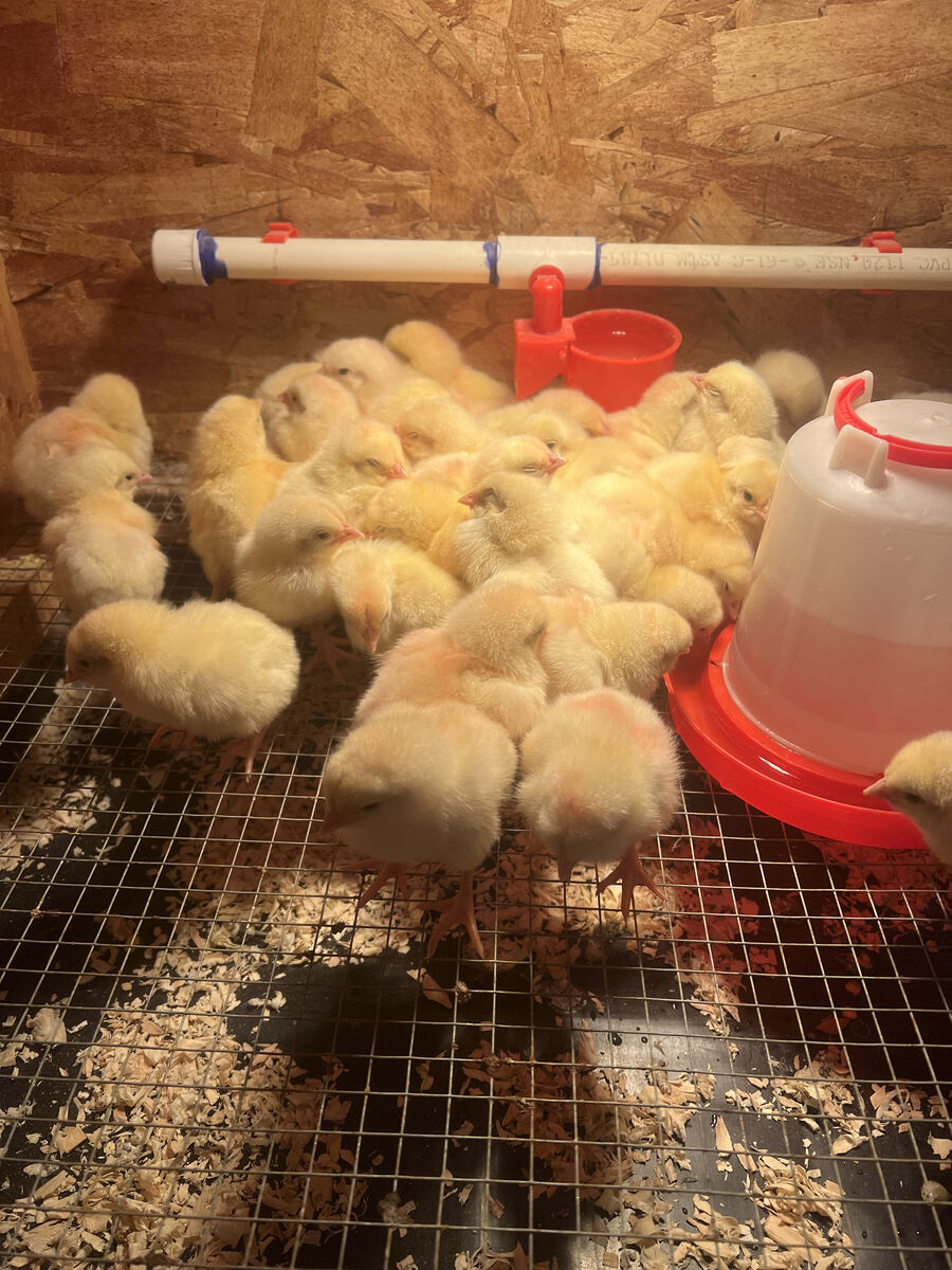 Cornish cross chicks